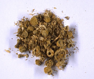 Matricaria chamomilla