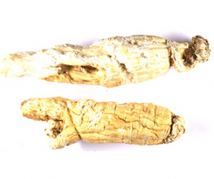 Panax ginseng