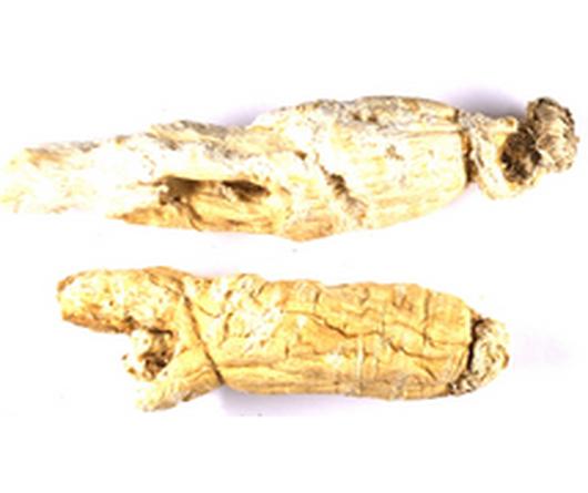 Panax ginseng