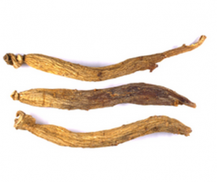 Panax ginseng
