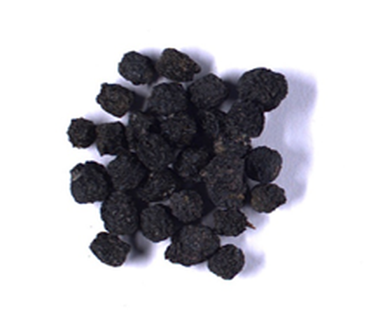 Aronia melanocarpa