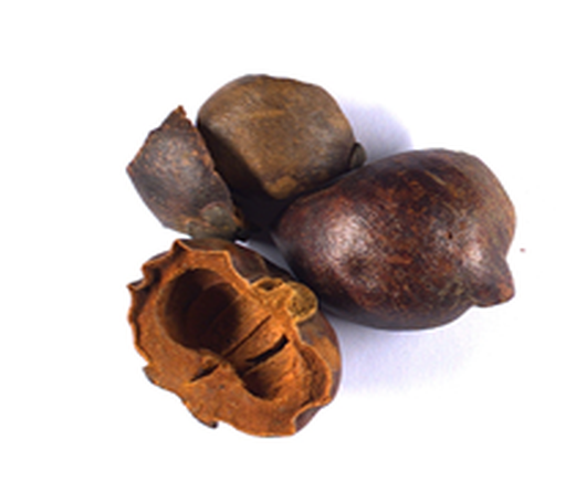 Garcinia × mangostana