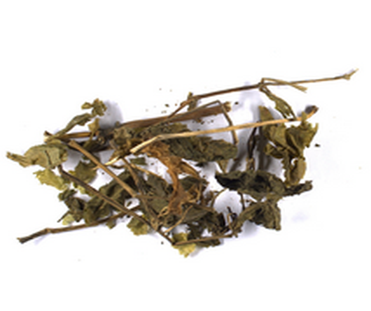 Panax ginseng
