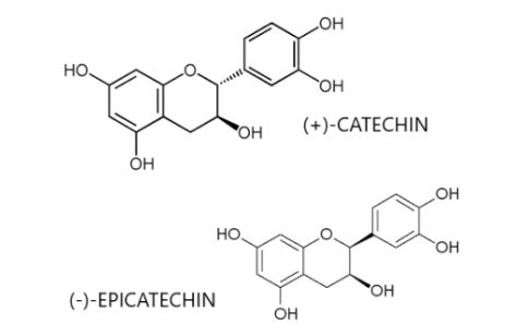 CATECHIN & PROCYANIDIN