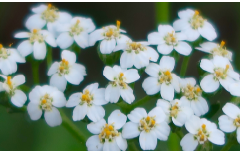 Achillea millefolium