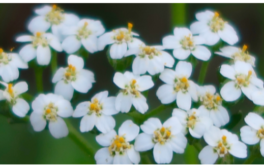 Achillea millefolium