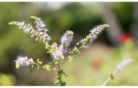 Actaea racemosa