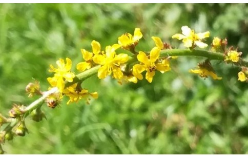 Agrimonia eupatoria