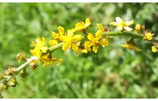 Agrimonia eupatoria