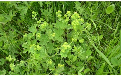 Alchemilla vulgaris