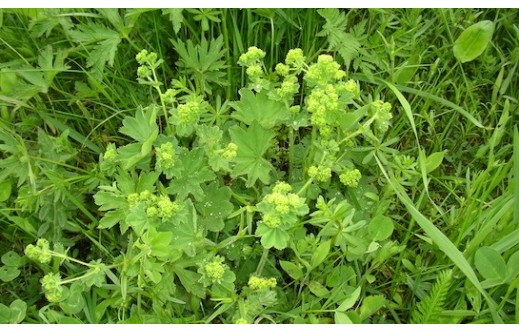 Alchemilla vulgaris