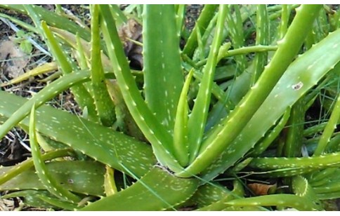 Aloe barbadensis