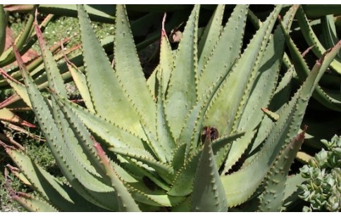 Aloe ferox