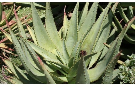 Aloe ferox