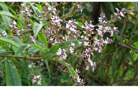 Aloysia citrodora