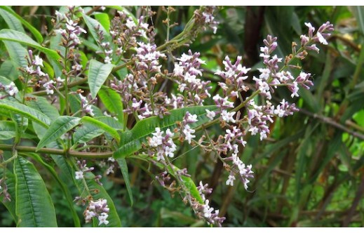 Aloysia citrodora