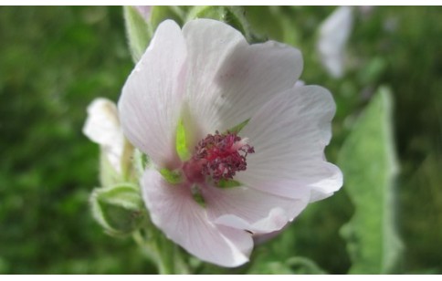 Althaea officinalis