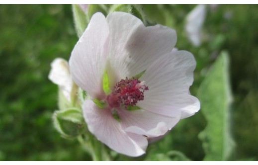 Althaea officinalis