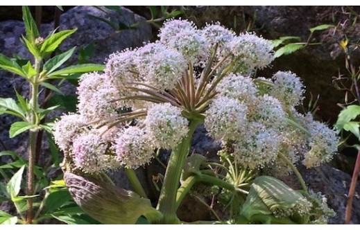 Angelica archangelica