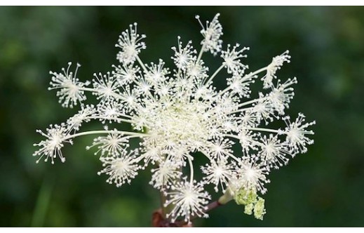 Angelica pubescens