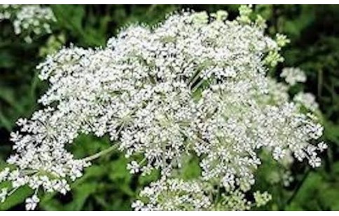 Angelica sinensis