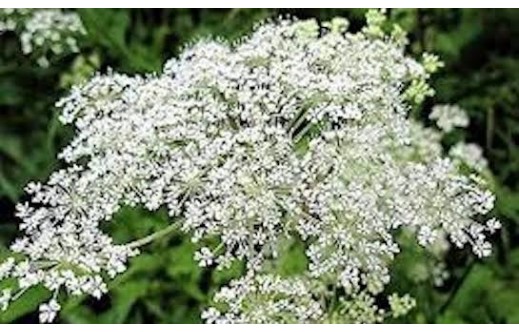 Angelica sinensis