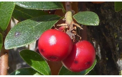 Arctostaphylos uva-ursi