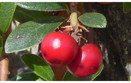 Arctostaphylos uva-ursi