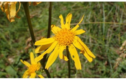 Arnica montana