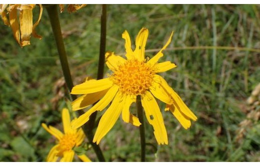 Arnica montana