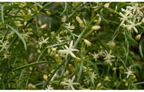 Asparagus cochinchinensis