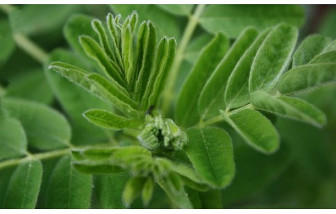 Astragalus membranaceus