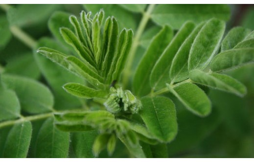 Astragalus membranaceus