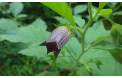 Atropa belladonna