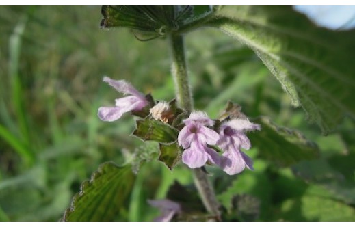 Ballota nigra