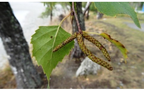 Betula pendula