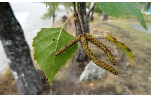 Betula pendula