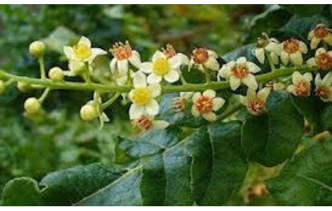 Boswellia serrata