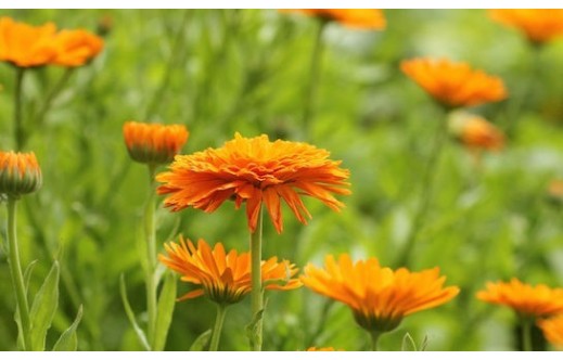 Calendula officinalis