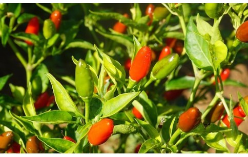 Capsicum annuum