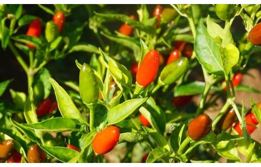 Capsicum annuum