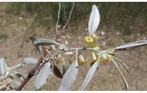 Cassia angustifolia