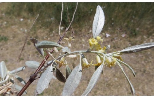 Cassia angustifolia