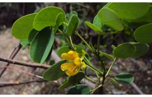 Cassia obtusifolia