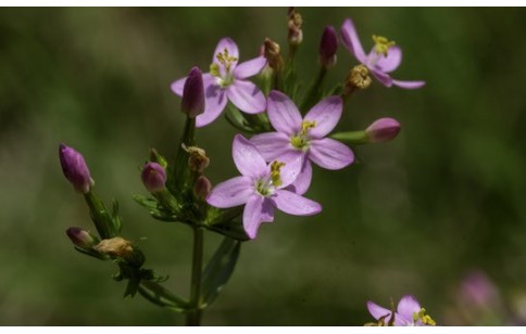 Centaurium erythraea