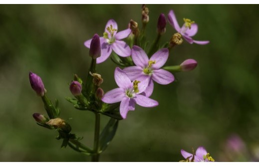 Centaurium erythraea