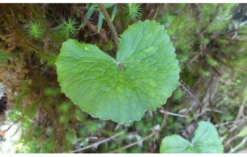 Centella asiatica