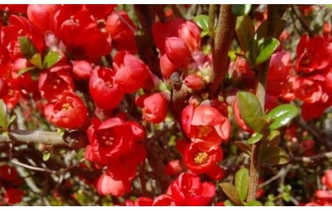 Chaenomeles speciosa