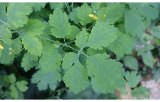 Chelidonium majus