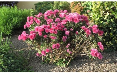 Chrysanthemum morifolium